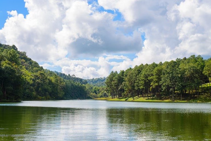Lake surrounded by trees